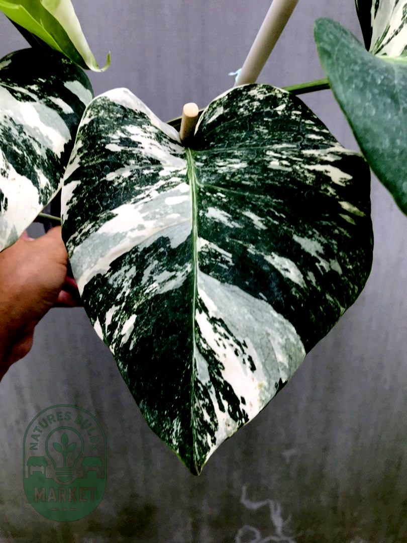 Monstera Albo Variegated