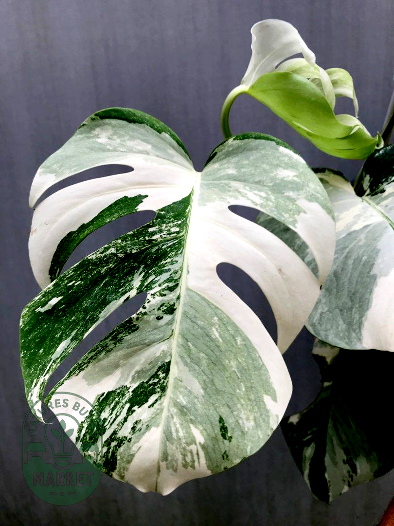 Monstera Albo Variegated