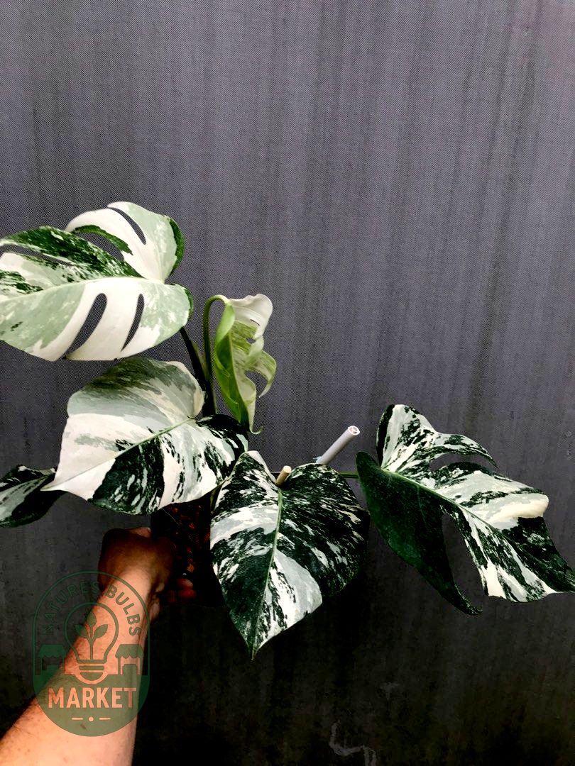 Monstera Albo Variegated