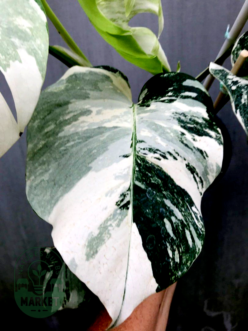 Monstera Albo Variegated