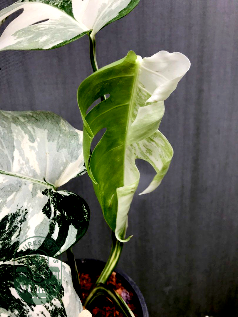 Monstera Albo Variegated