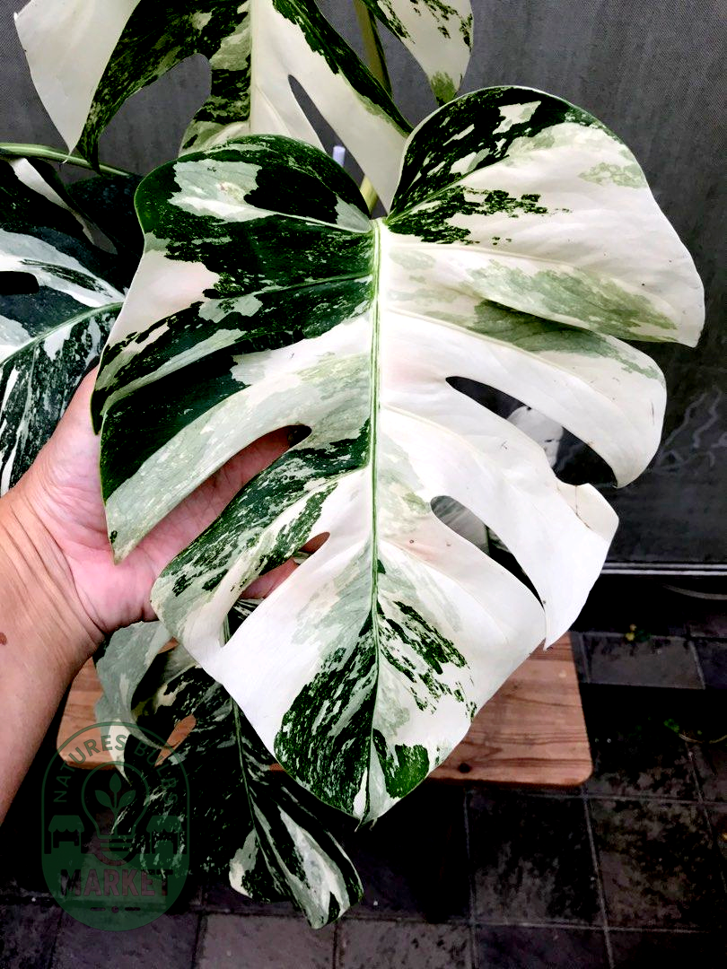 Monstera Albo Variegated