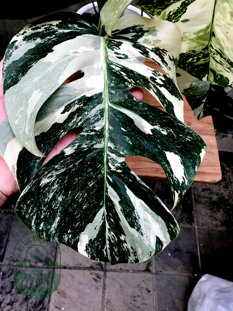 Monstera Albo Variegated