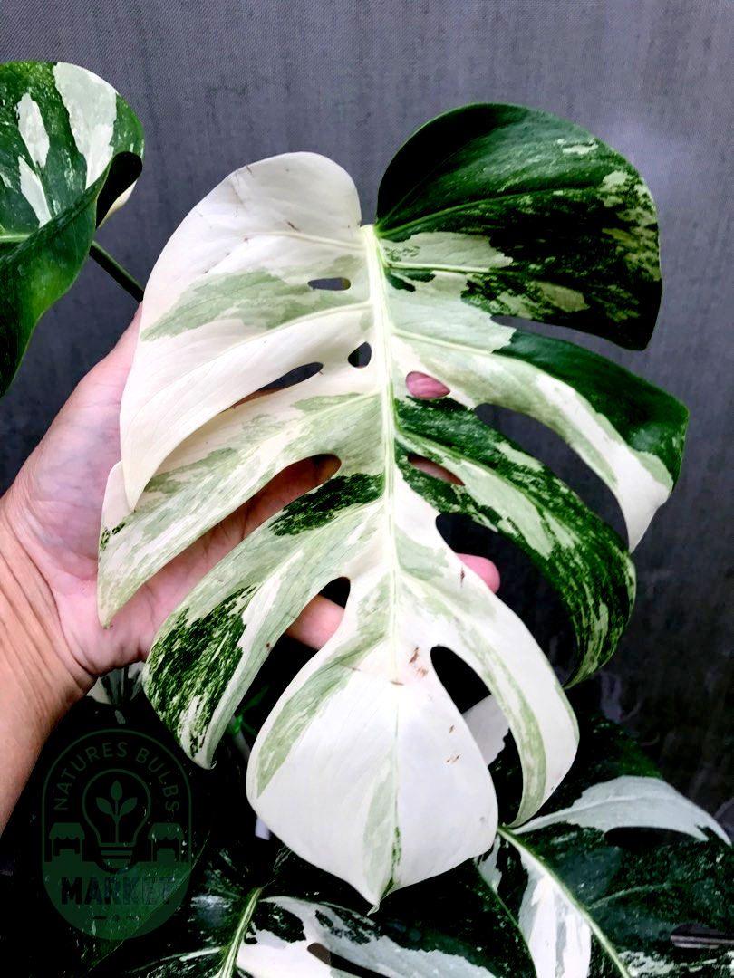 Monstera Albo Variegated
