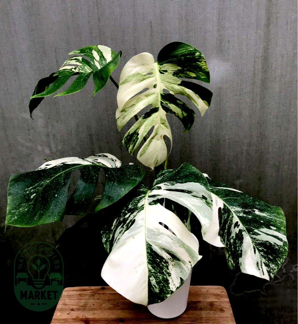 Monstera Albo Variegated