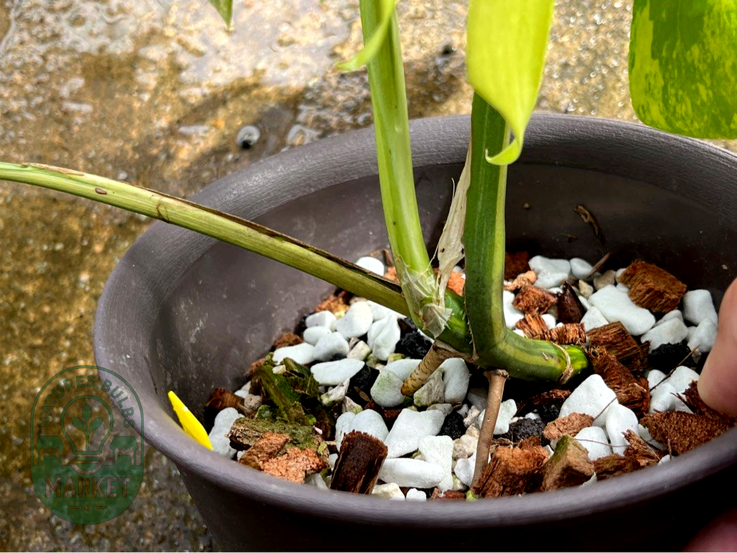 Monstera Borsigiana Aurea