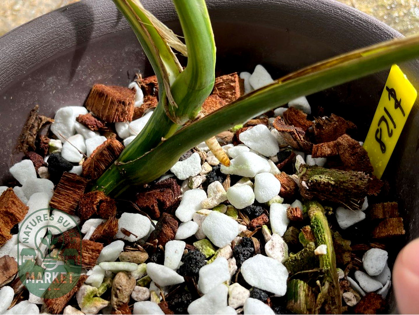 Monstera Borsigiana Aurea