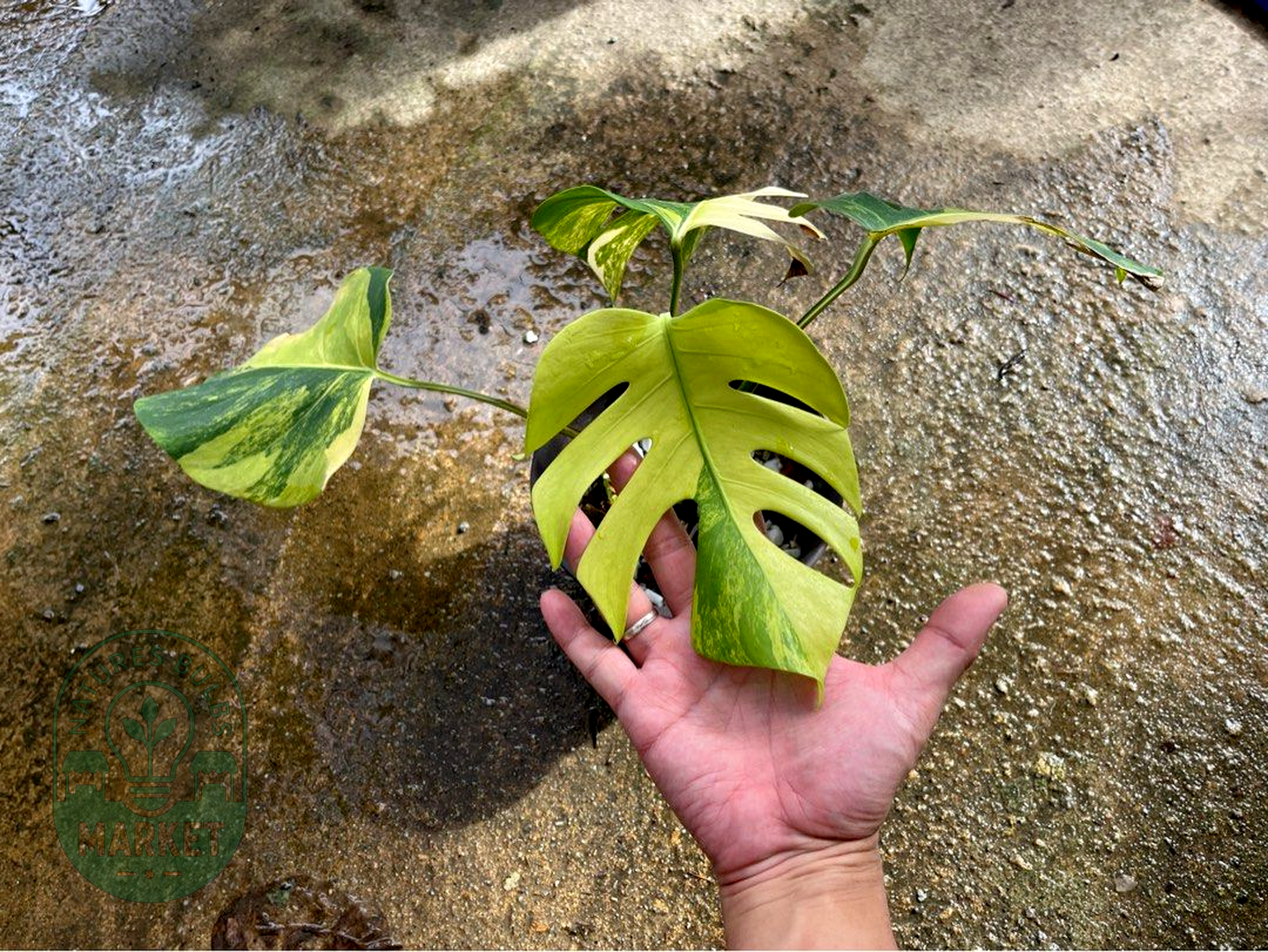 Monstera Borsigiana Aurea