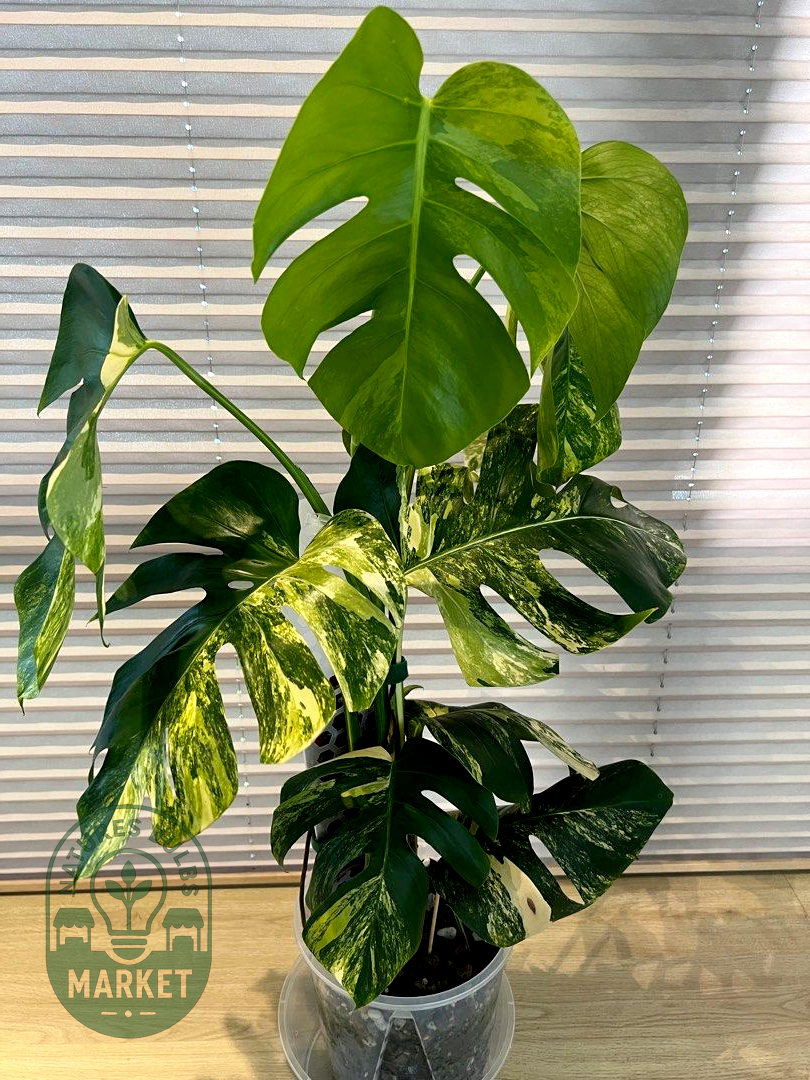 Monstera Borsigiana Aurea