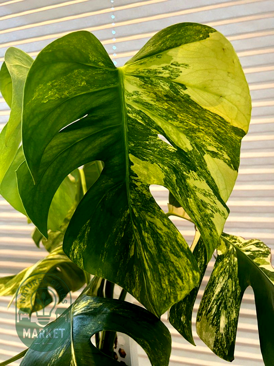 Monstera Borsigiana Aurea