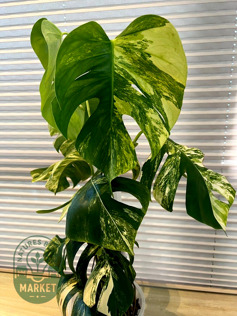 Monstera Borsigiana Aurea