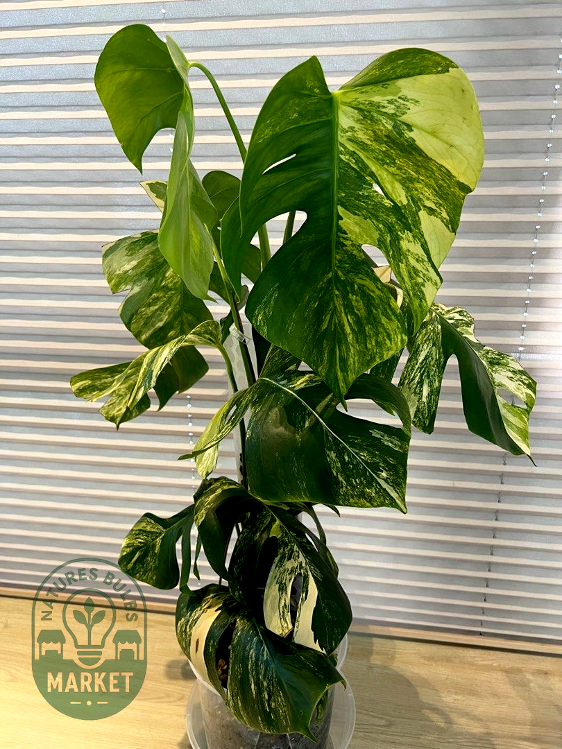 Monstera Borsigiana Aurea