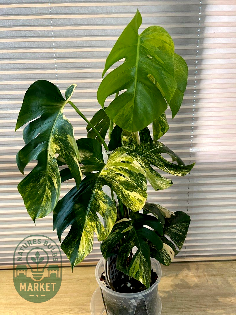 Monstera Borsigiana Aurea