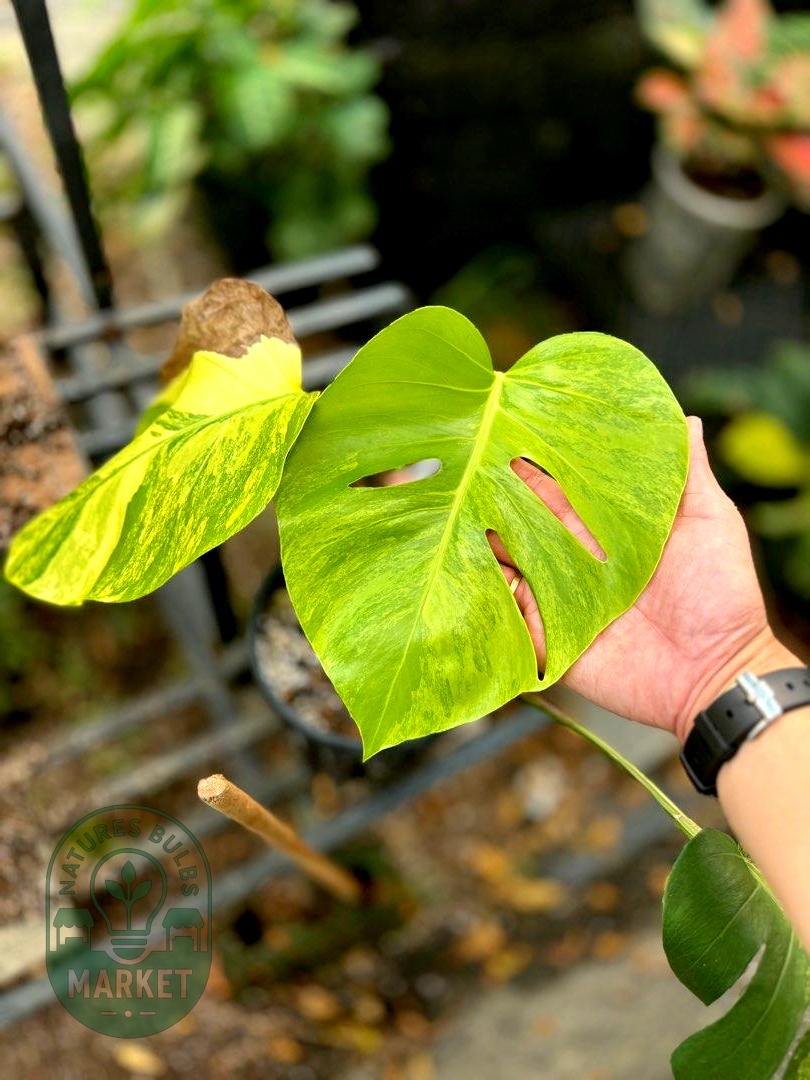 Monstera Borsigiana Aurea