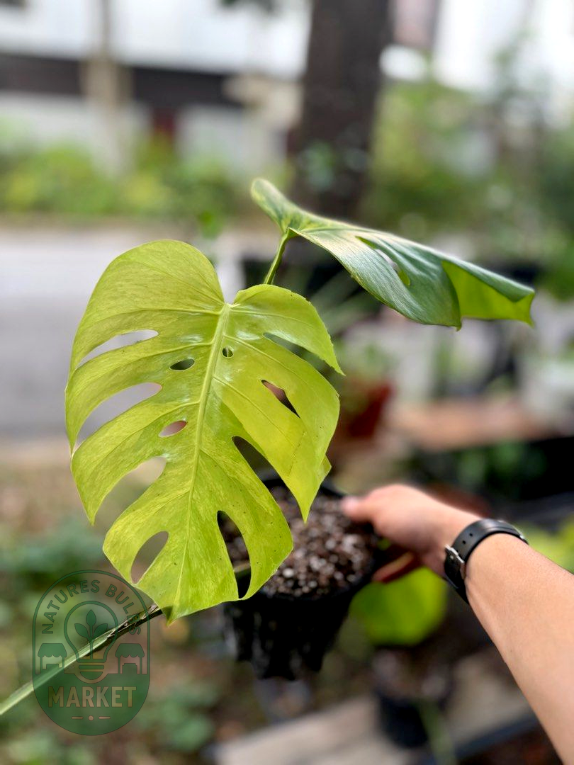 Monstera Borsigiana Aurea