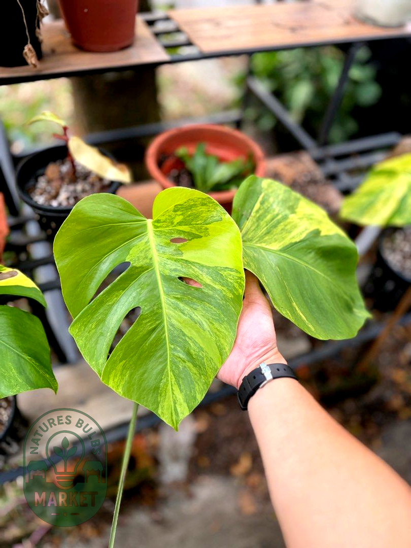 Monstera Borsigiana Aurea