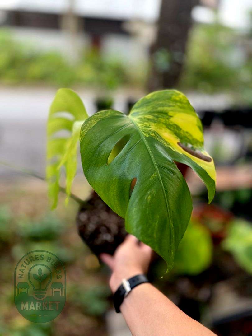 Monstera Borsigiana Aurea