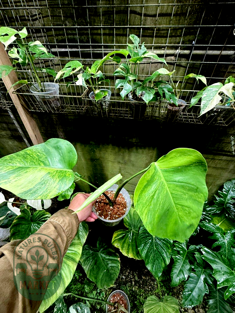 Monstera Borsigiana Green on Green Variegated
