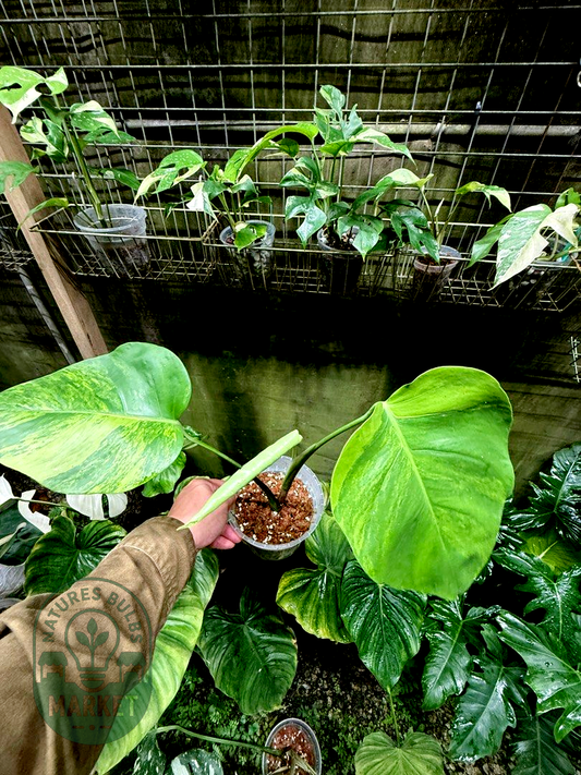 Monstera Borsigiana Green on Green Variegated