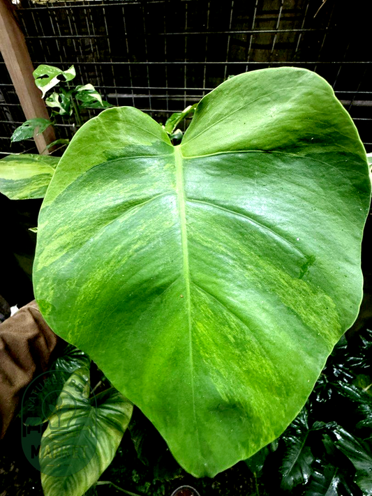 Monstera Borsigiana Green on Green Variegated