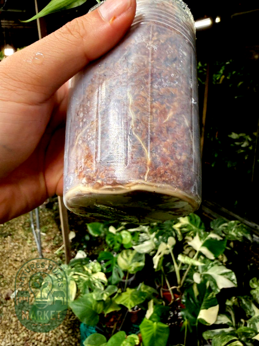 Monstera Burle Marx Flame