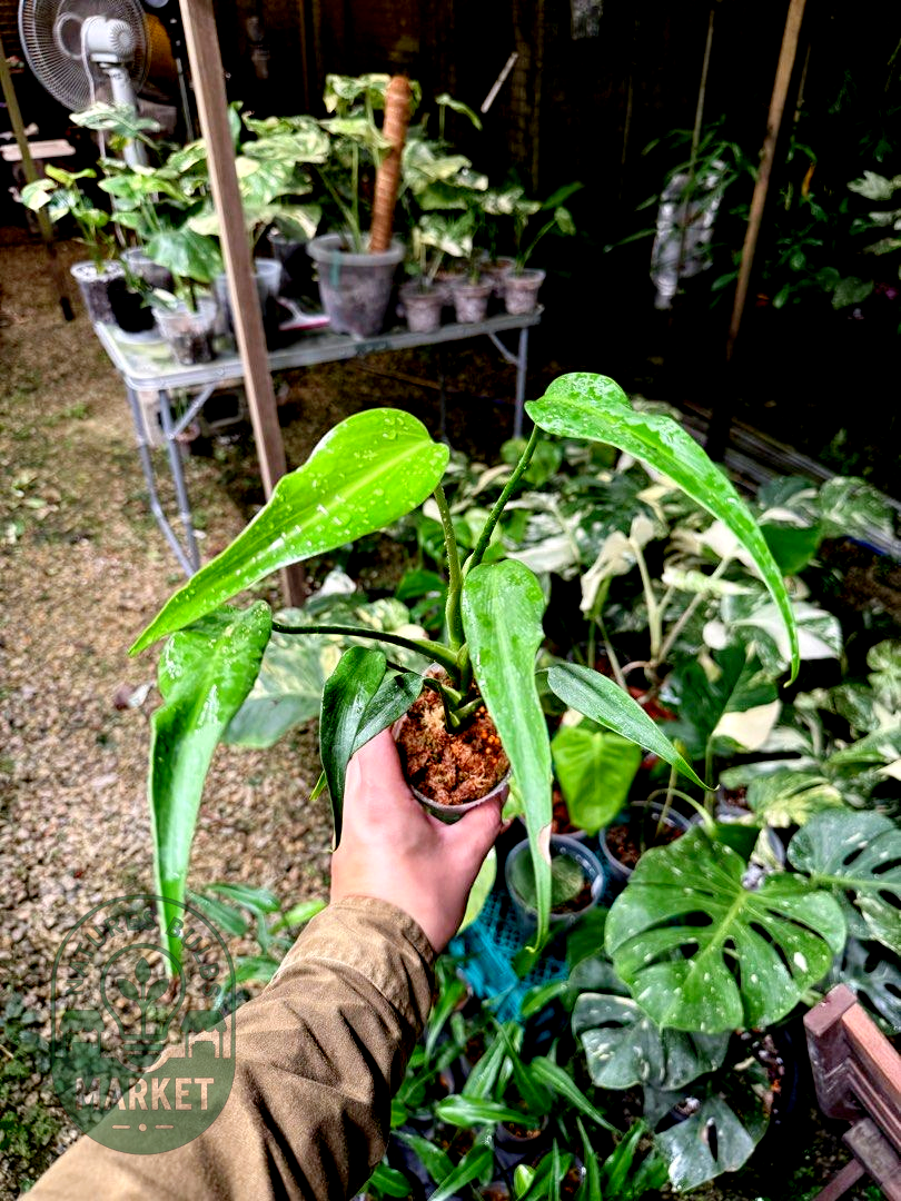 Monstera Burle Marx Flame