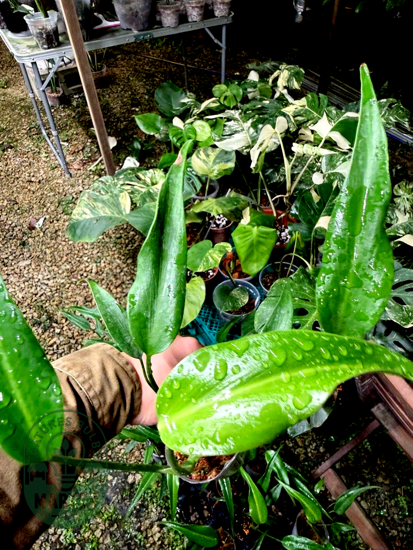 Monstera Burle Marx Flame