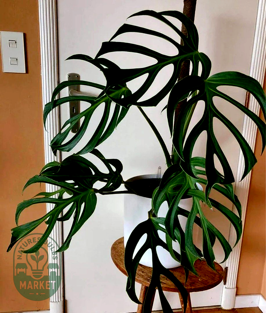 Monstera Burle Marx Flame