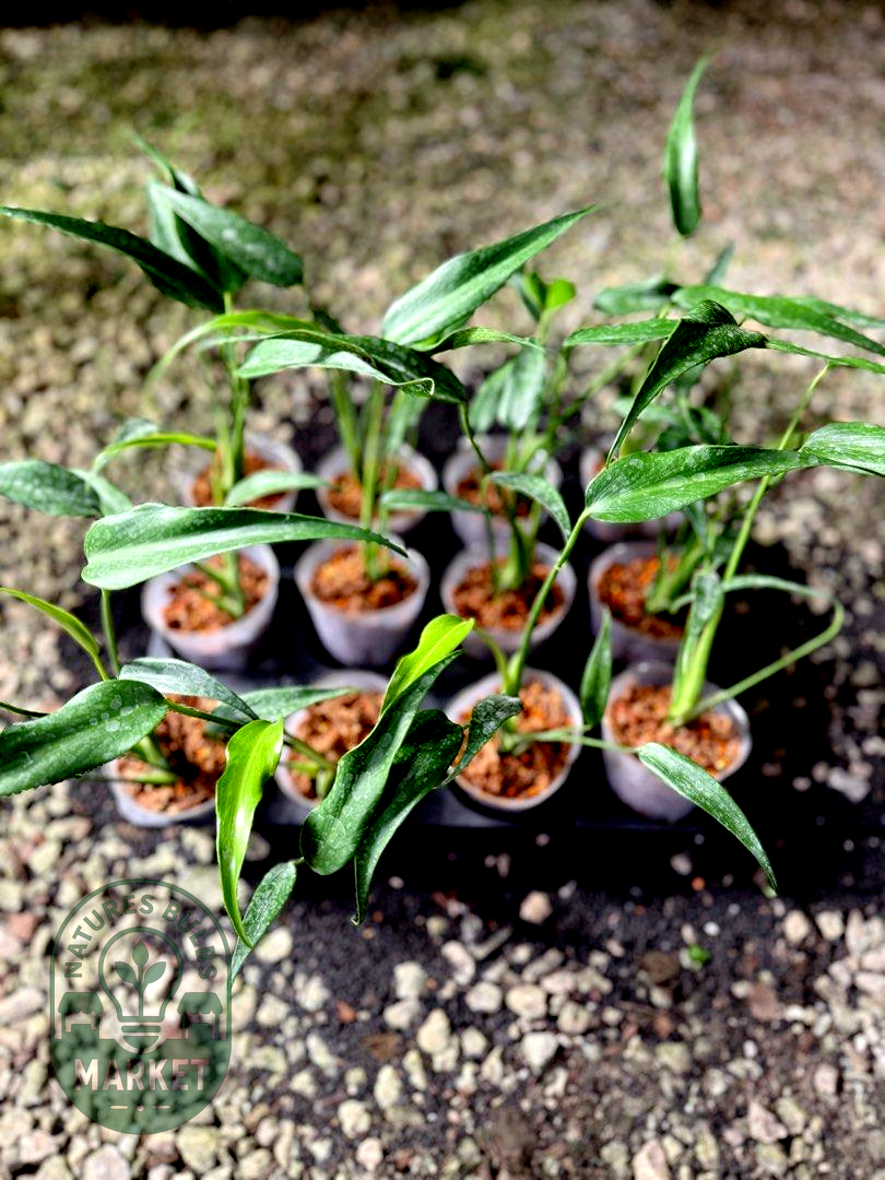 Monstera Burle Marx Flame