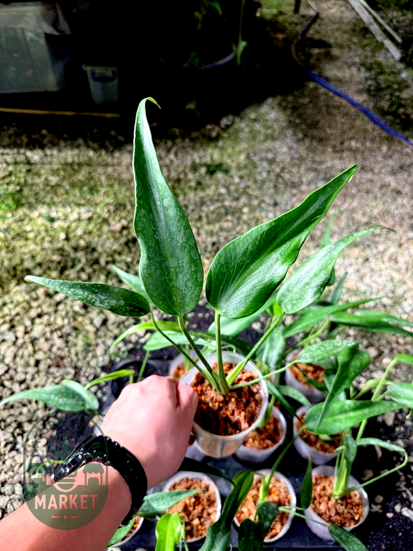 Monstera Burle Marx Flame