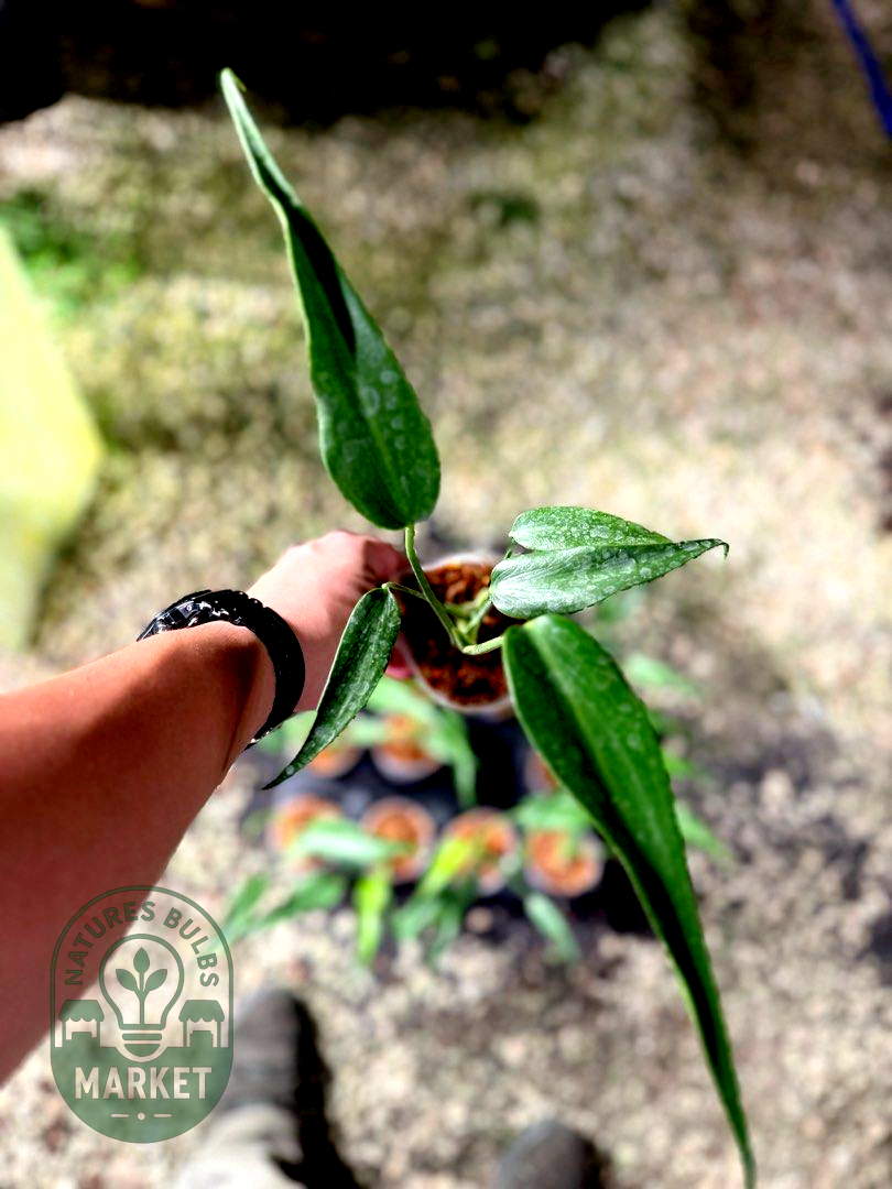 Monstera Burle Marx Flame