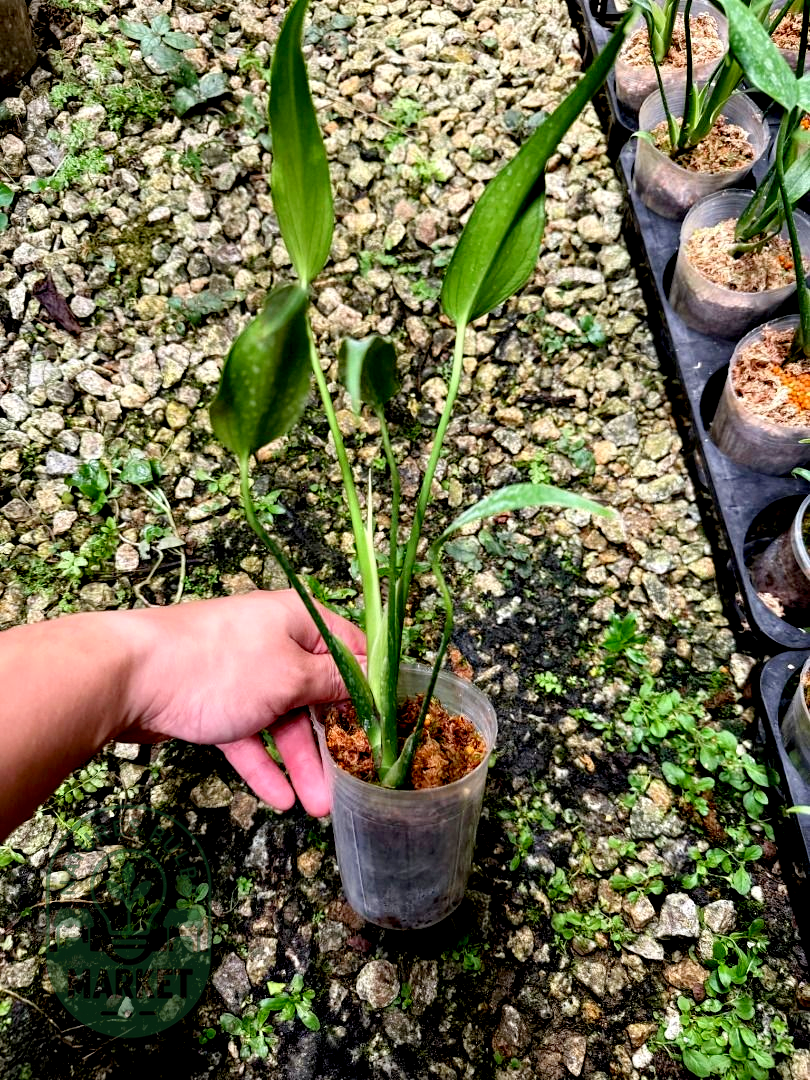 Monstera Burle Marx Flame