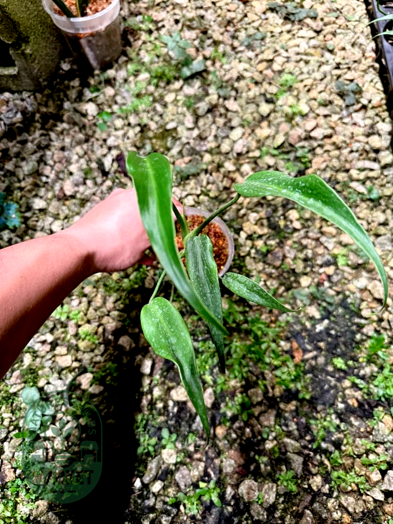 Monstera Burle Marx Flame