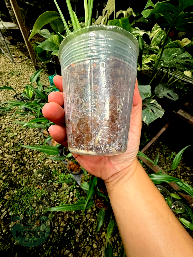 Monstera Burle Marx Flame