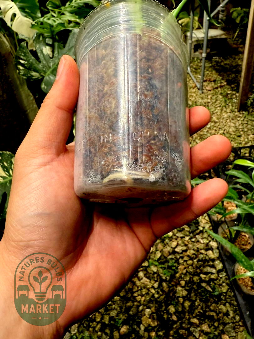 Monstera Burle Marx Flame