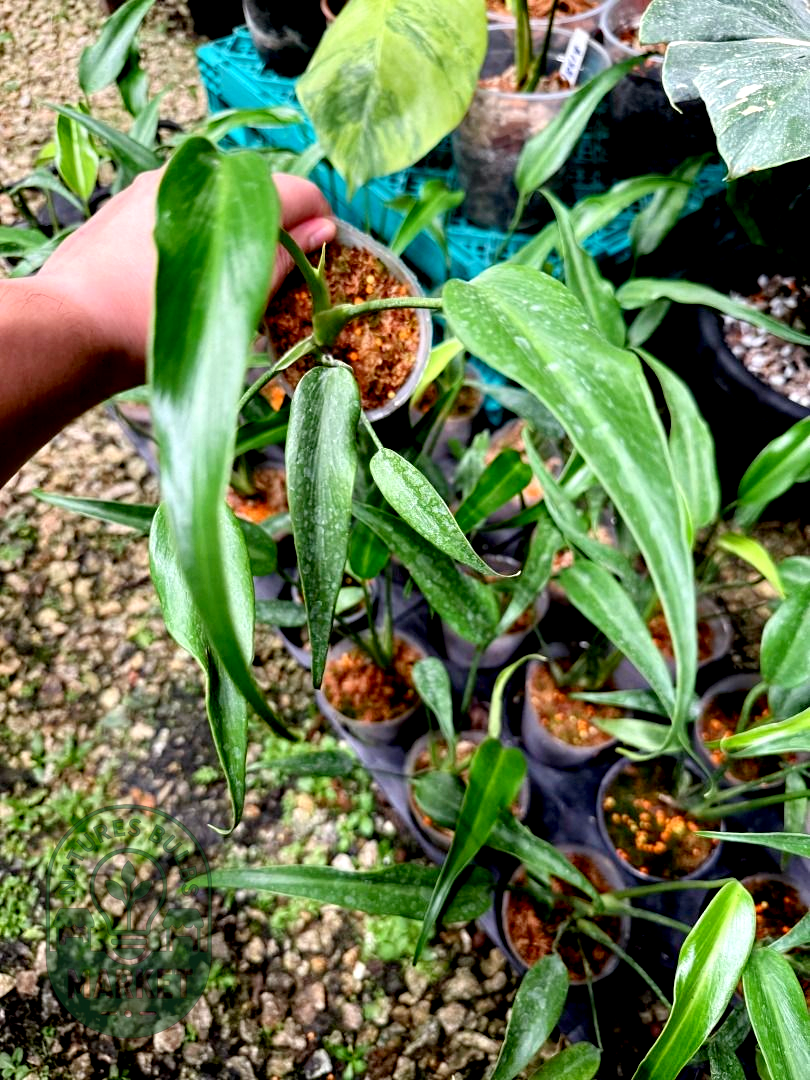 Monstera Burle Marx Flame