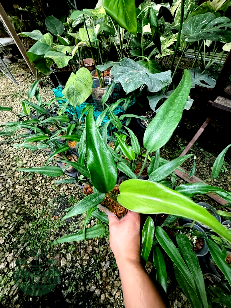 Monstera Burle Marx Flame