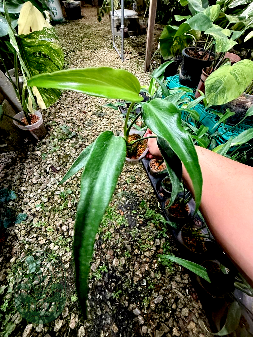 Monstera Burle Marx Flame