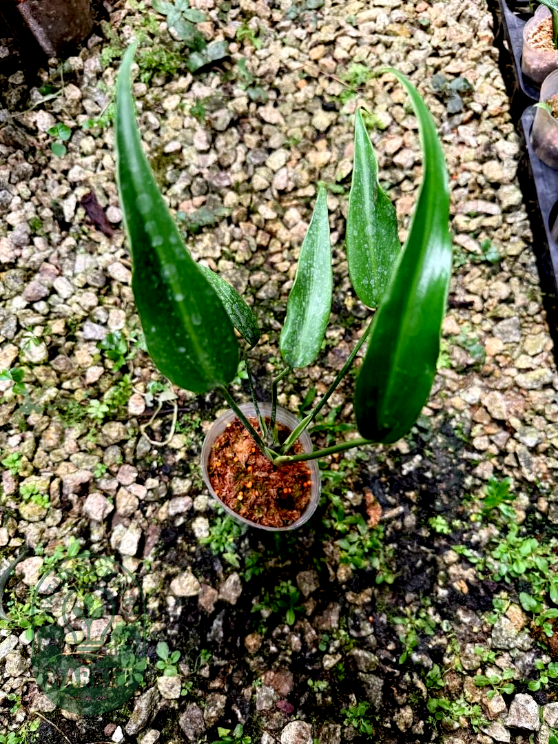 Monstera Burle Marx Flame