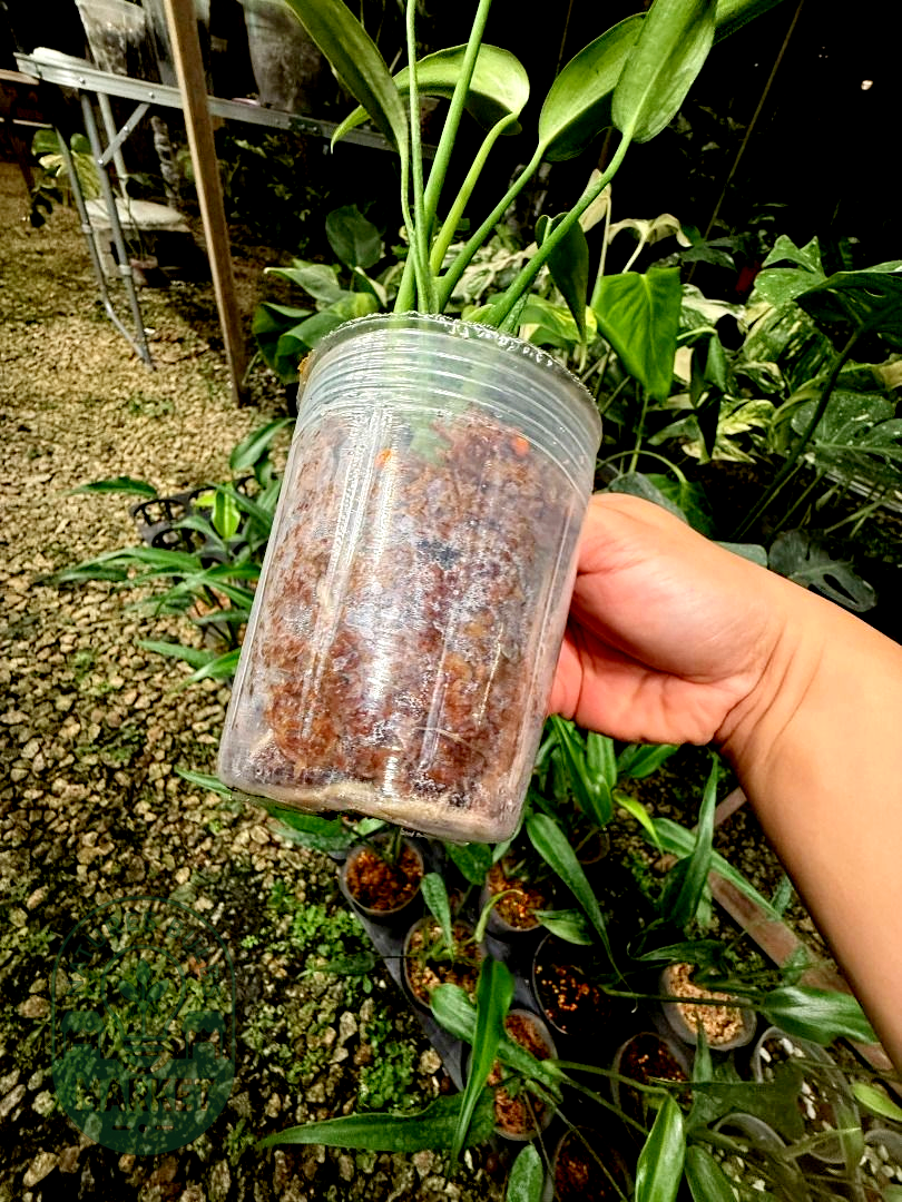 Monstera Burle Marx Flame