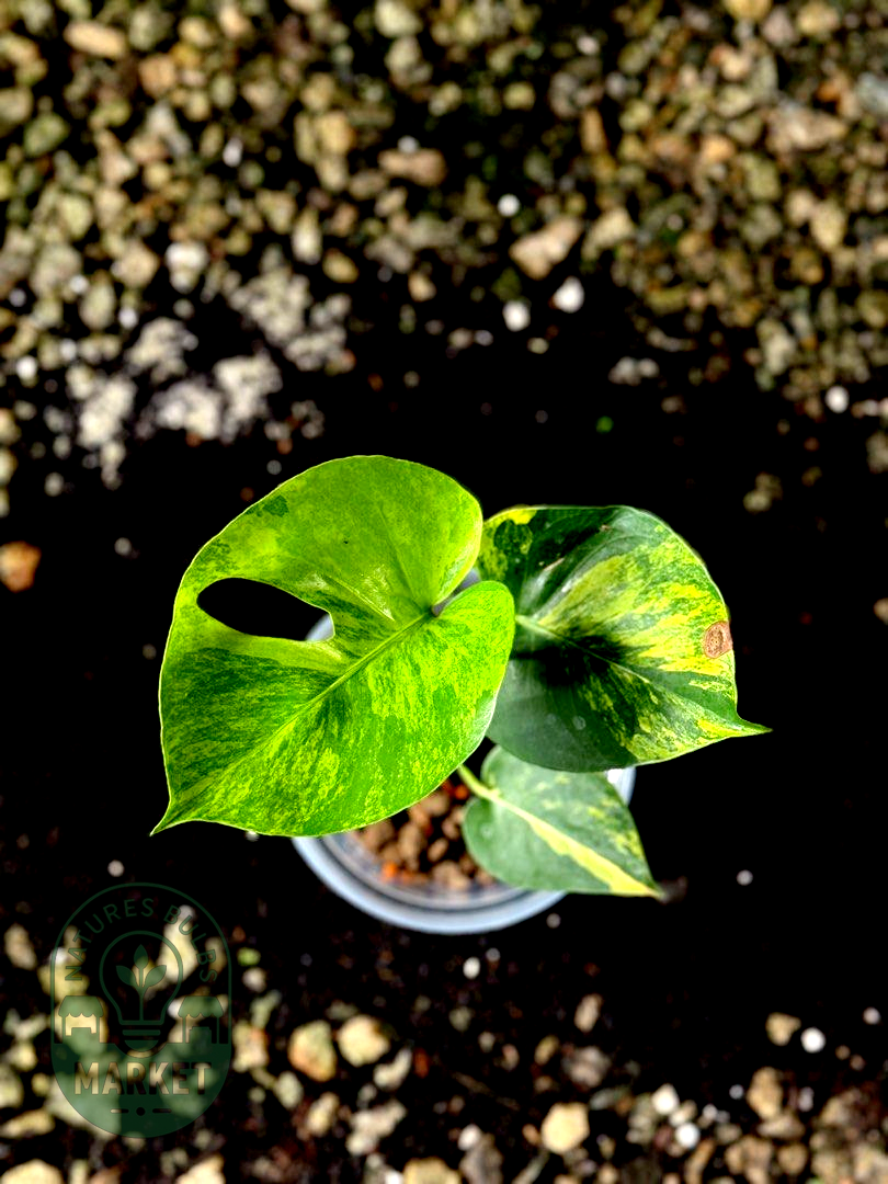 Monstera Deliciosa Aurea