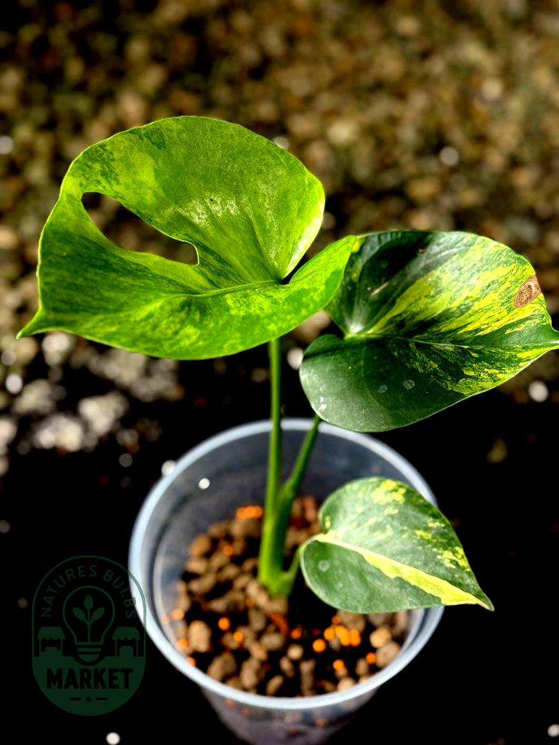 Monstera Deliciosa Aurea