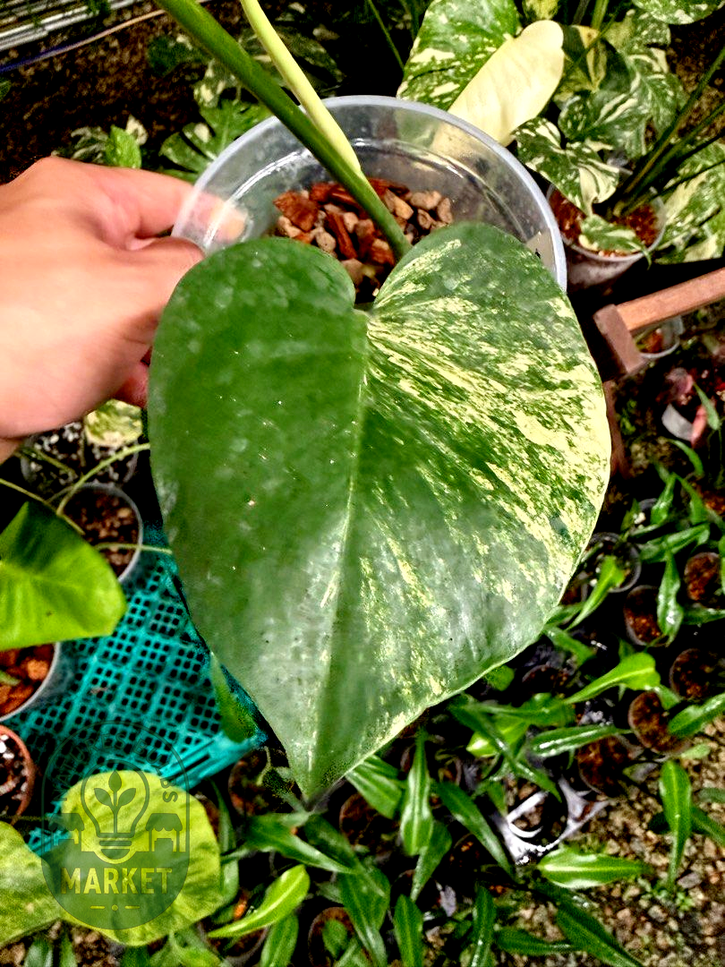 Monstera Deliciosa Aurea Variegated