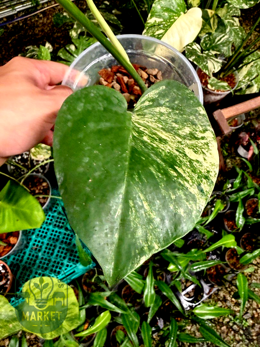 Monstera Deliciosa Aurea Variegated