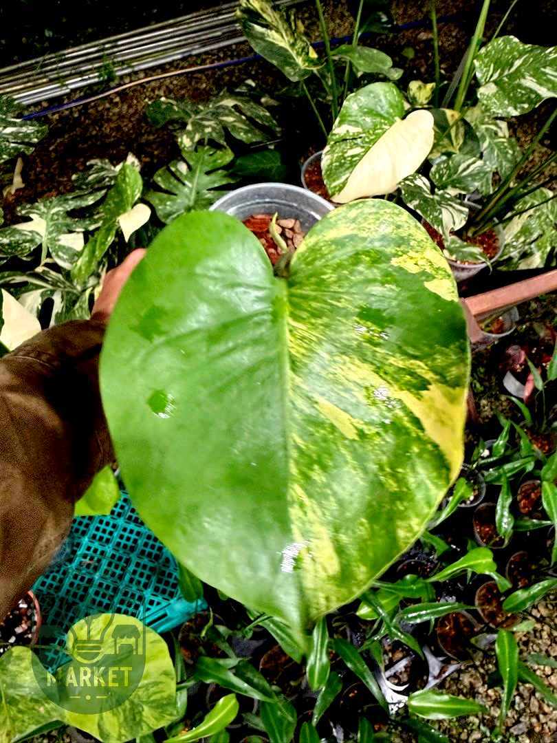 Monstera Deliciosa Aurea Variegated