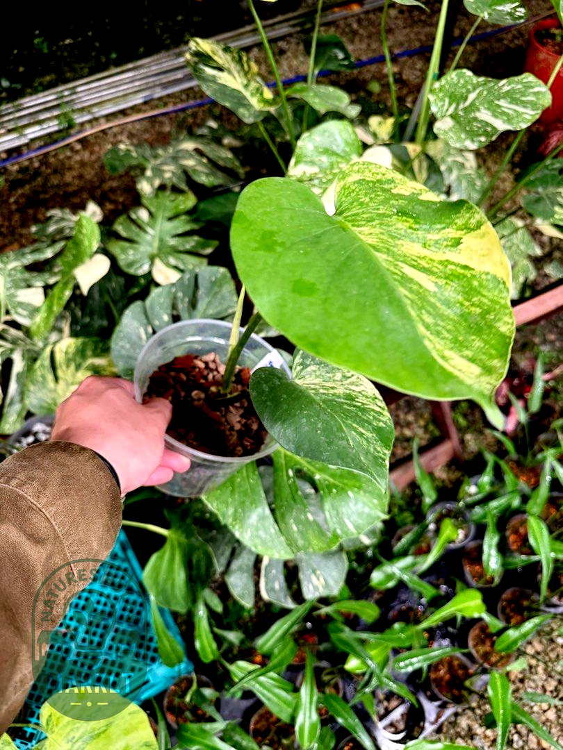 Monstera Deliciosa Aurea Variegated