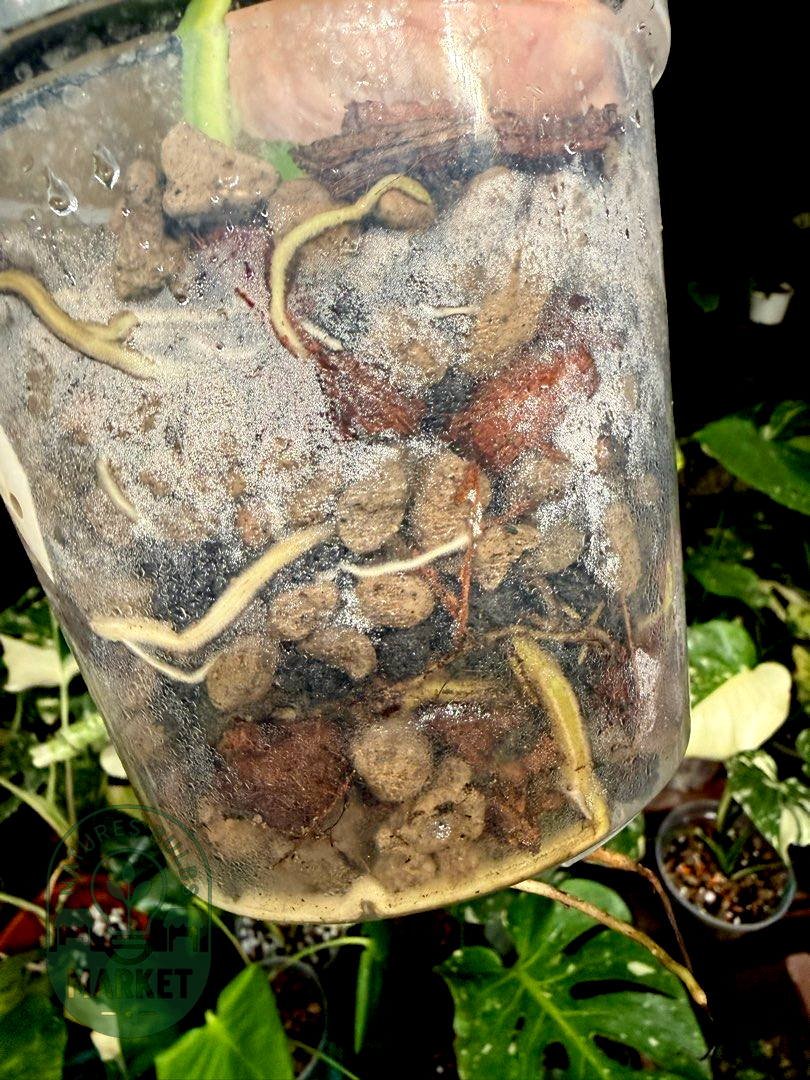 Monstera Deliciosa Aurea Variegated