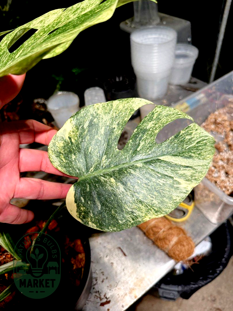 Monstera Deliciosa Legacy