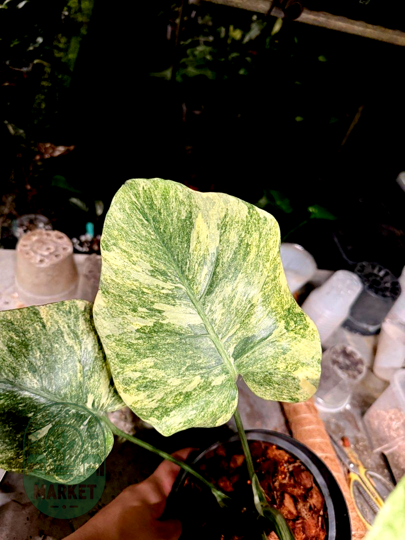 Monstera Deliciosa Legacy