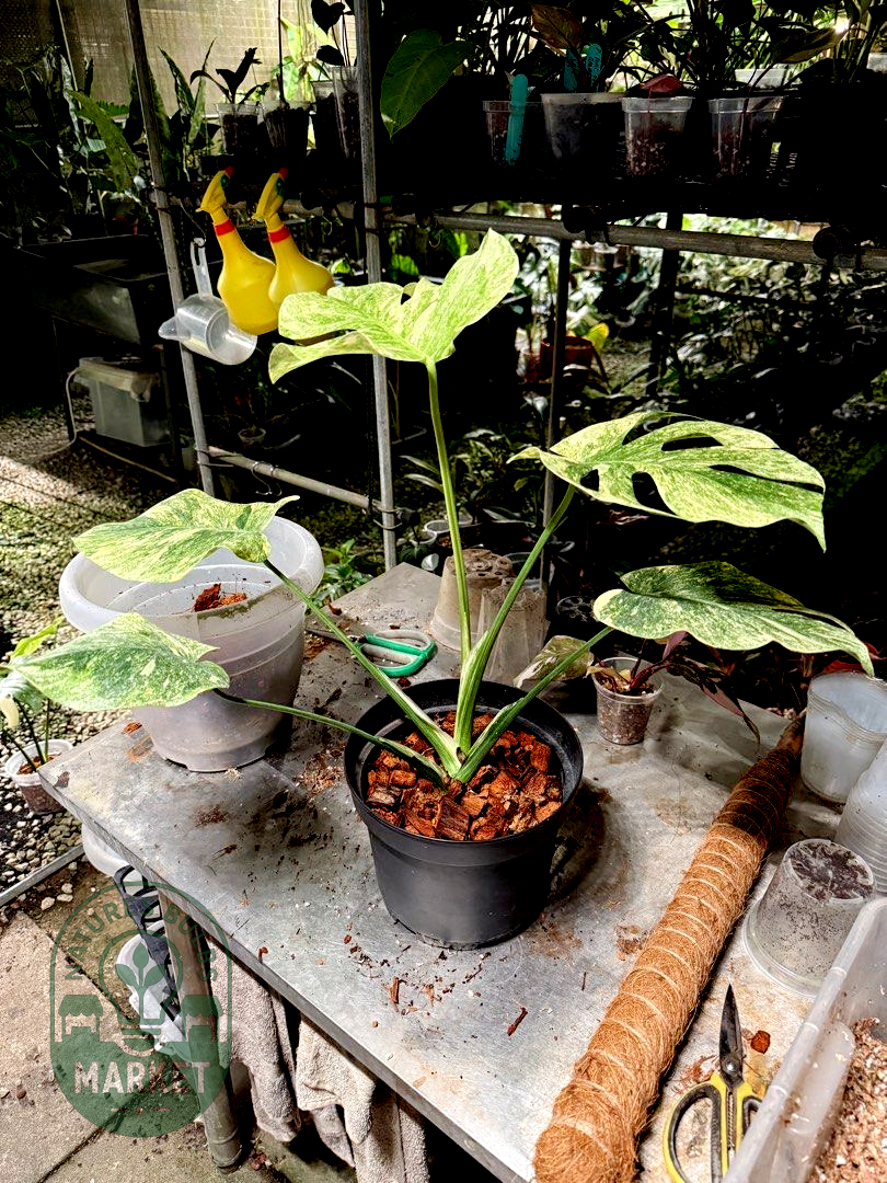 Monstera Deliciosa Legacy